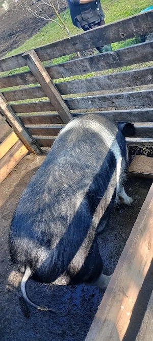 Vând porc de sacrificat Bazna . Valea largă judetul Mureș  - imagine 5