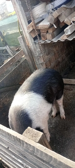 Vând porc de sacrificat Bazna . Valea largă judetul Mureș  - imagine 2