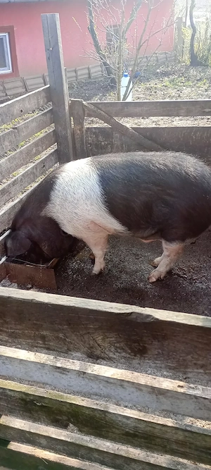Vând porc de sacrificat Bazna . Valea largă judetul Mureș  - imagine 4