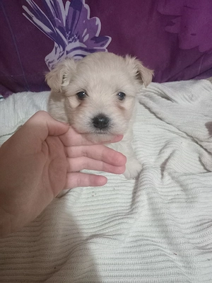 bichon maltez de vanazare 