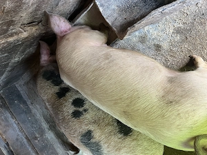 Porci de vânzare de casă 