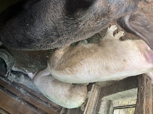 Porci de vânzare de casă  - imagine 2