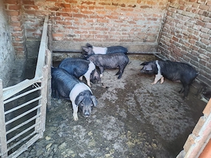 Grăsuni bazna - imagine 2