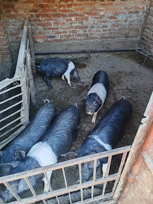 Grăsuni bazna - imagine 5