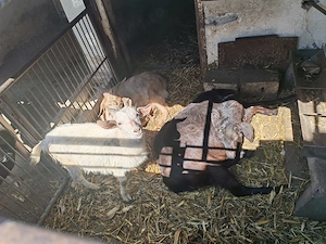 Vând capre - imagine 3