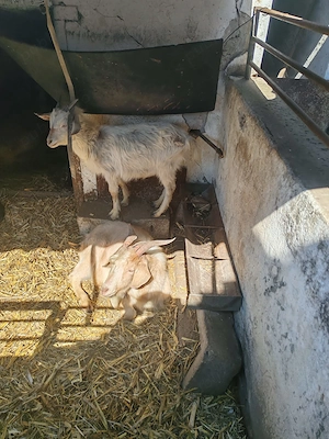 Vând capre - imagine 2