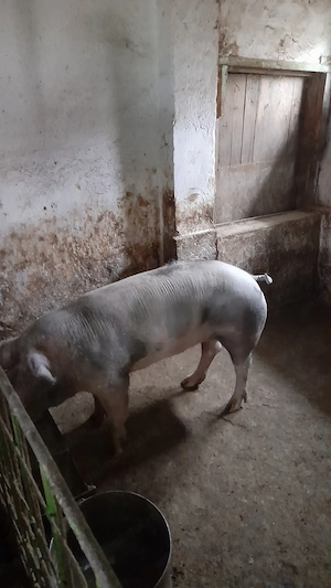 Vând scroafa de carne 