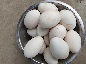 Oua de gisca de vinzare