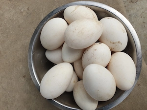 Oua de gisca de vinzare - imagine 2