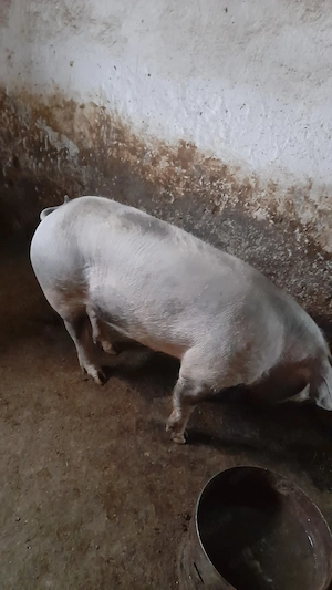 Vând scroafa de carne 