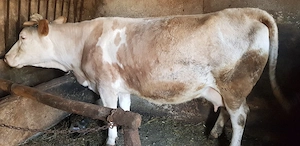 vând vacă  - imagine 2