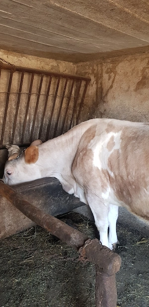 vând vacă  - imagine 4
