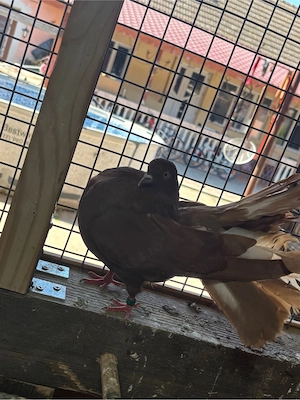 Porumbei voltati rasa noua