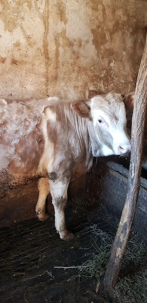 vand vitel - imagine 4