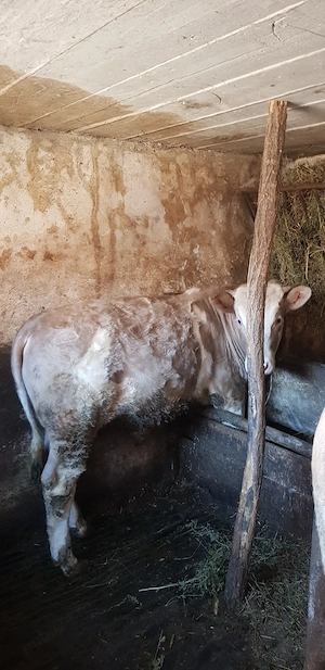 vand vitel - imagine 3