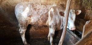 vand vitel - imagine 2