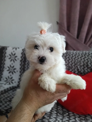 Bichon maltez  maltez - imagine 2