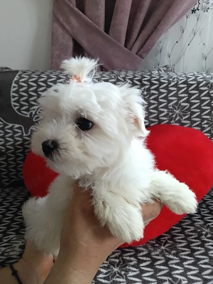 Bichon maltez  maltez