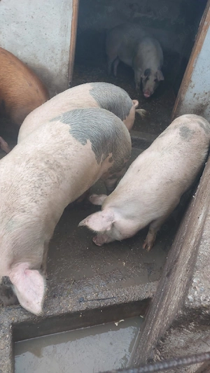 Porci de vanzare 