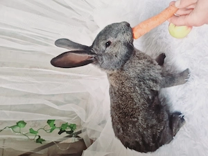 Iepuri de rasă de vânzare   sănătoși și bine îngrijiți 