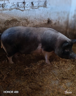 Vând scroafa de 2 ani 