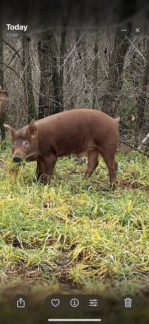 Porc rasa mixta - imagine 3