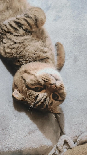 pisică scotish fold, spre adopție 