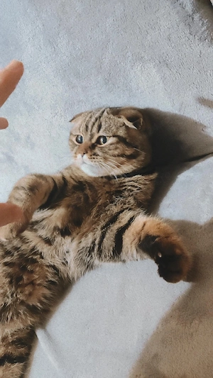 pisică scotish fold, spre adopție 