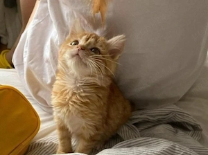 Siberiana de pădure 