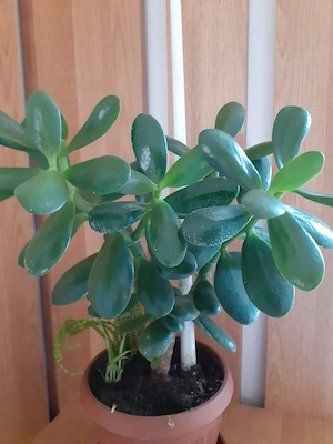 Plante la ghiveci suculente