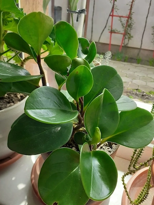 Plante la ghiveci suculente