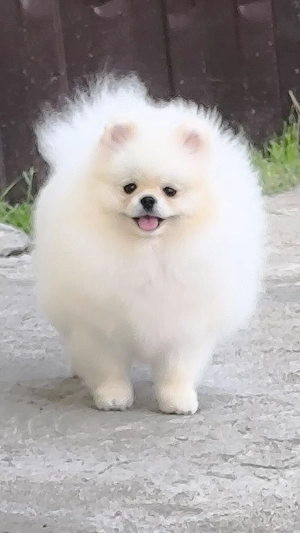 Pui pomeranian mini - imagine 3