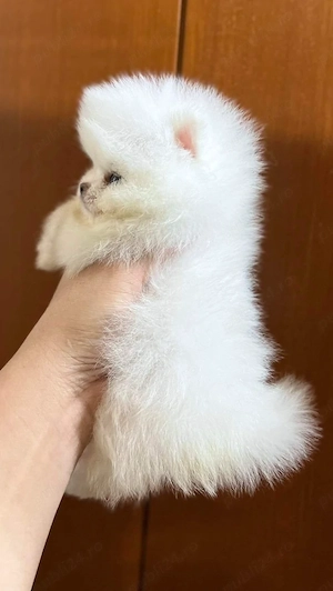 Pui pomeranian mini - imagine 2