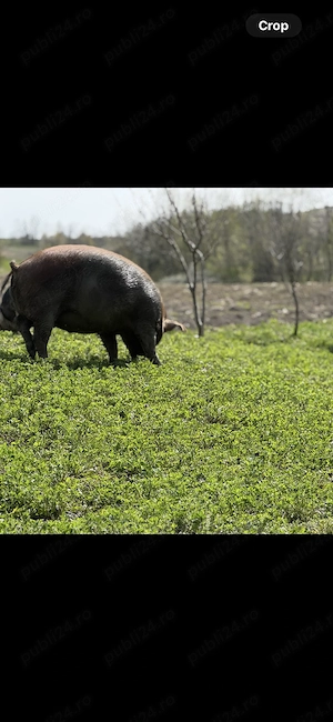 Porc rasa mixta - imagine 2