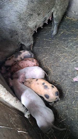 vând purcei - imagine 3