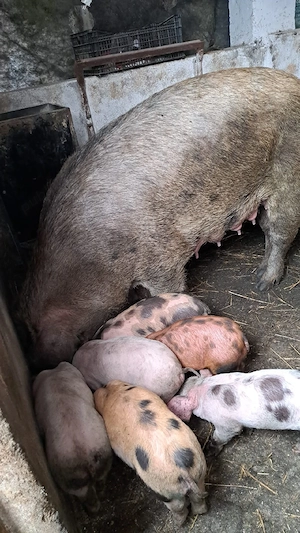 vând purcei - imagine 2