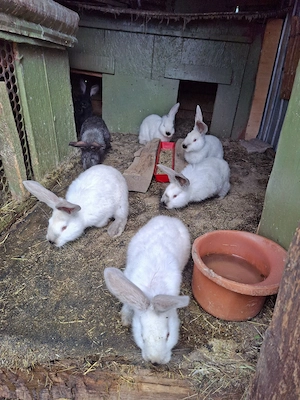 Iepuri Urias Transilvania - imagine 4