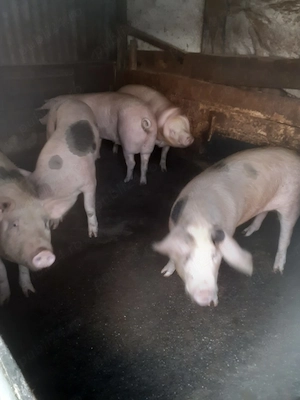 Porci de vanzare - imagine 3