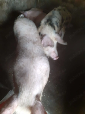 Porci de vanzare - imagine 5