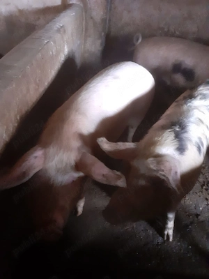 Porci de vanzare - imagine 4