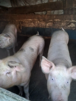 Porci de vanzare - imagine 2