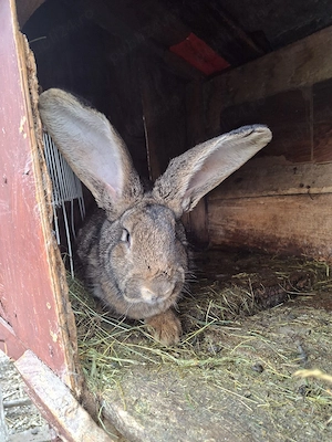 Iepuri Urias Transilvania - imagine 3