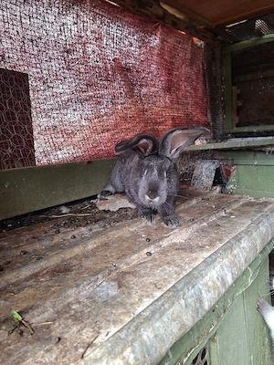 Iepuri Urias Transilvania - imagine 5