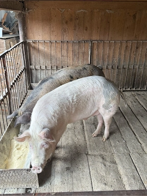 porci 110kg la 8km de orastie - imagine 2