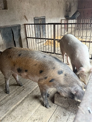 porci 110kg la 8km de orastie - imagine 3