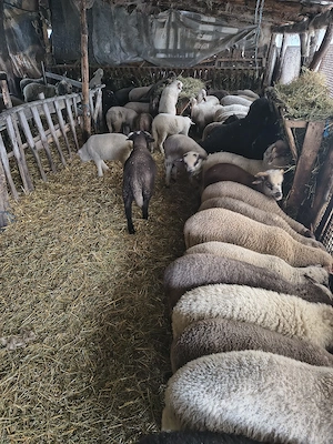 vand miei  - imagine 2