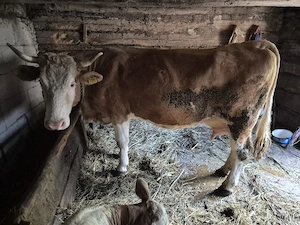 vand vaca cu vitea - imagine 2