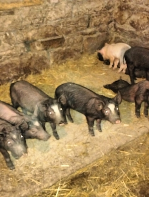 Purcei 7 săptămâni mancaciosi