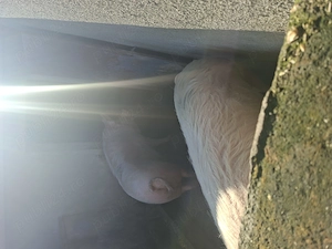 Vând porci de taiat - imagine 3