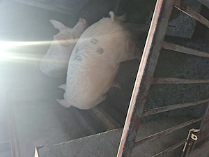 Vând porci de taiat - imagine 2